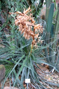 Puya glabrescens - Botanischer Garten, Dresden, Germany - DSC08873