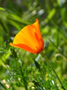 California poppy orange flower eschscholzia californica