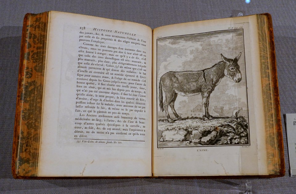 Quadrupedes, 1 of 2, in the Histoire naturelle, generale et particuliere, by George-Louis Leclerc Comte de Buffon, 1777-1789 AD, gift of Alexander Siebold - Tokyo National Museum - Tokyo, Japan - DSC09105