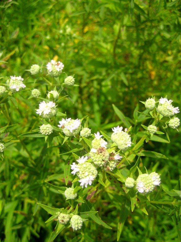 Pycnanthemum tenuifolium flowers