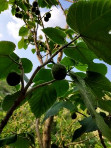 Qingfeng Hill 12