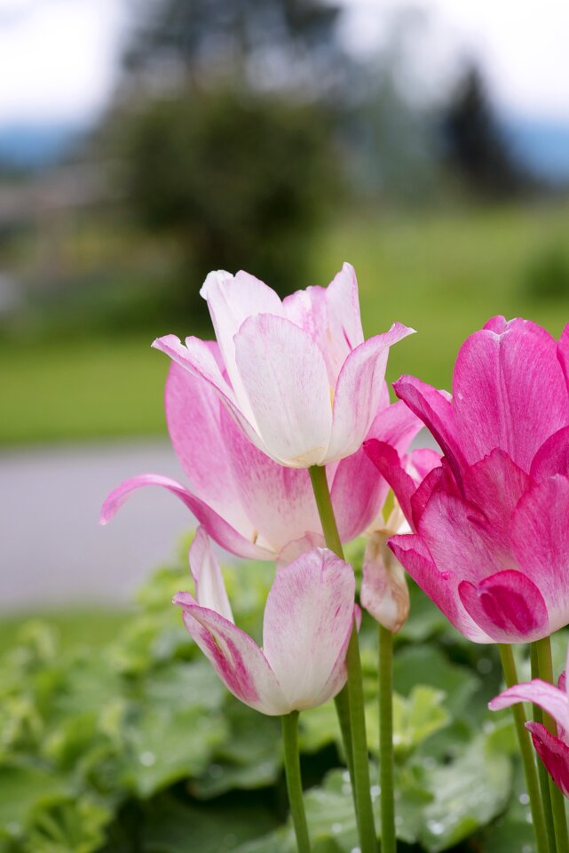 Spring flowers pink flowers