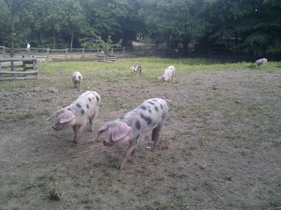 Puy du Fou - Parc nature - 10