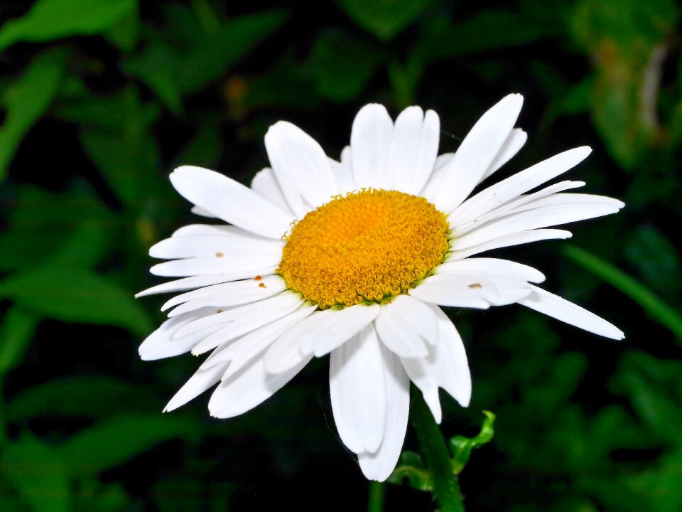 Marguerite nature plant