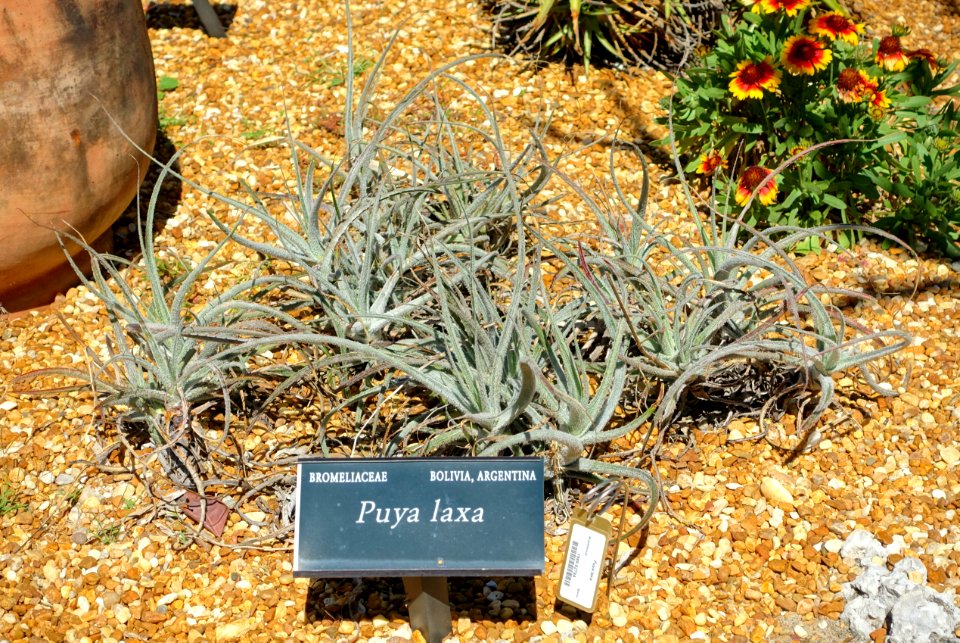 Puya laxa - Marie Selby Botanical Gardens - Sarasota, Florida - DSC01303