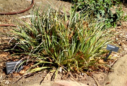 Puya alpestris - Leaning Pine Arboretum - DSC05590