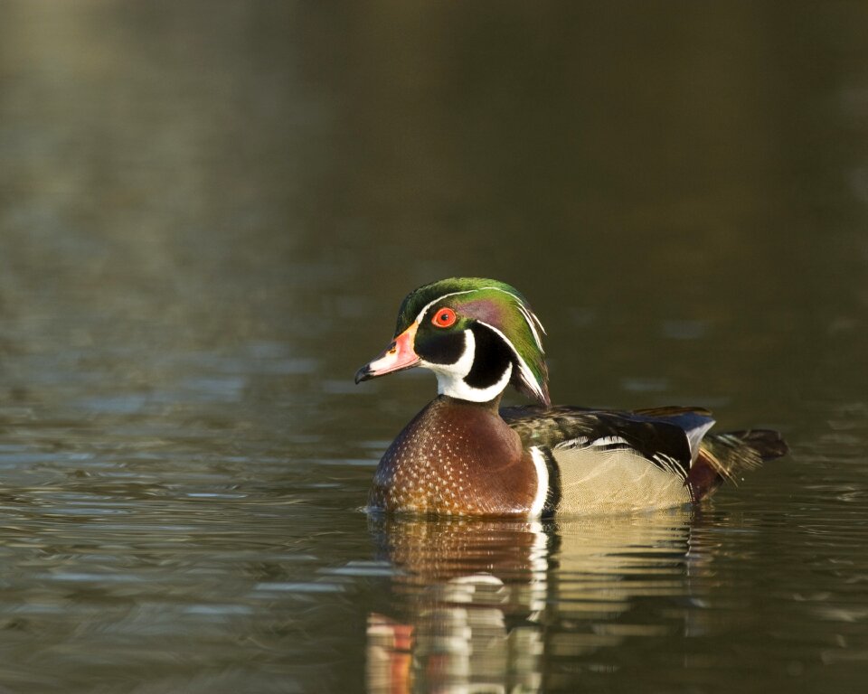 Animal wildlife drake
