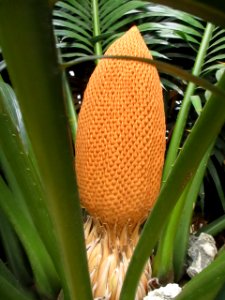 Queen sago palm (Cycas rumphii) male cone