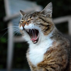 Pet mammal yawn