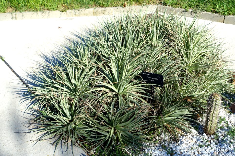 Puya venusta - Jardín Botánico de Barcelona - Barcelona, Spain - DSC09279