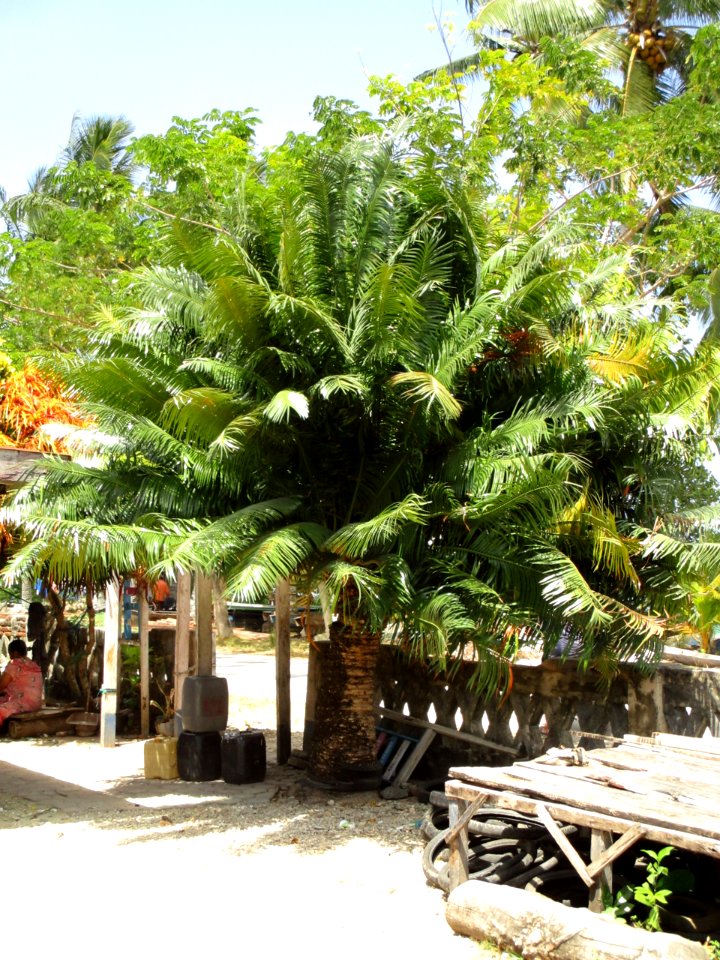 Queen sago palm (Cycas rumphii) habit
