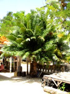Queen sago palm (Cycas rumphii) habit photo