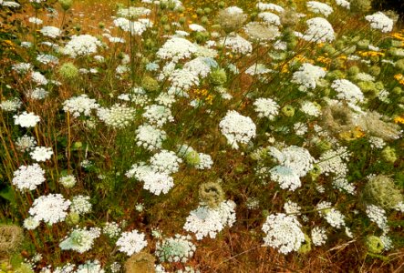 Queen Anne's lace