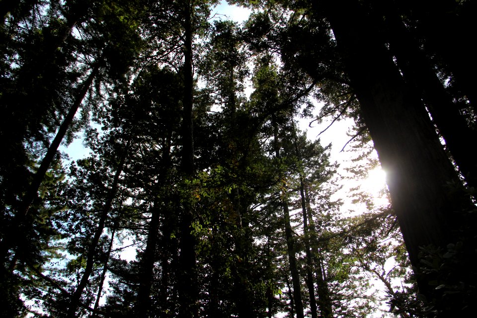 Purisima Creek Redwoods, Aug 2019 1