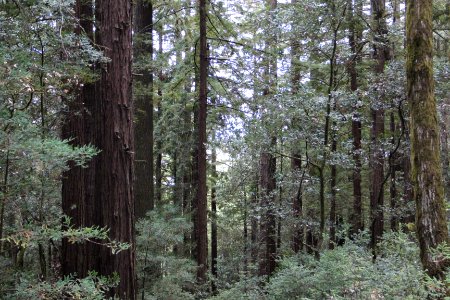 Purisima Creek Redwoods, Aug 2019 3