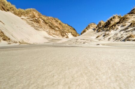 Dune vegetation grasses north sea photo