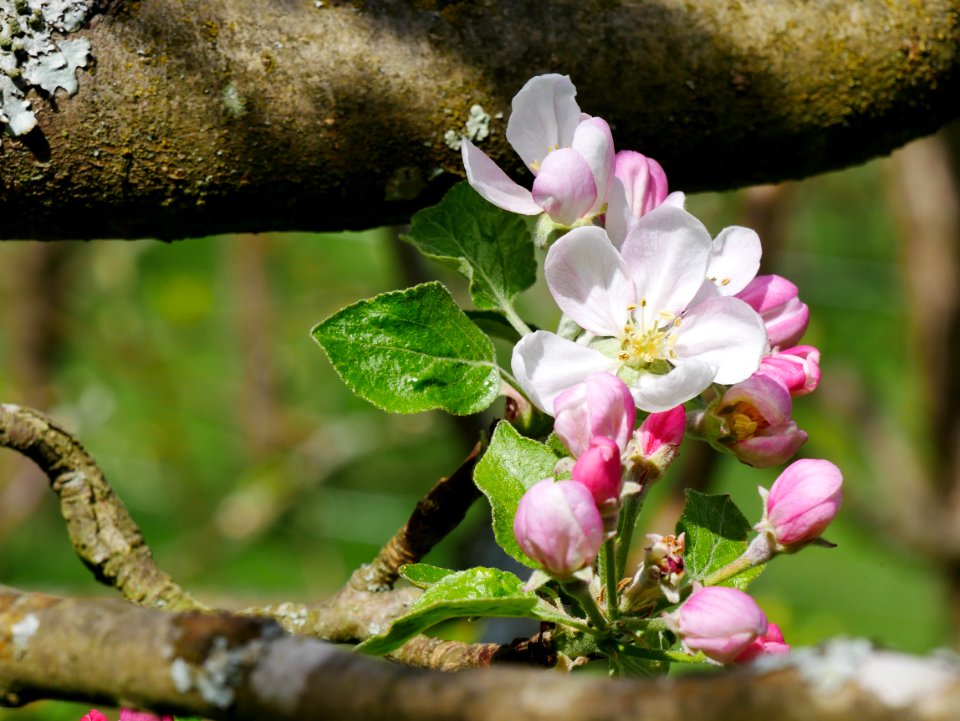 Purpurroter Cousinot Freilichtmuseum Roscheider Hof Blüte H2