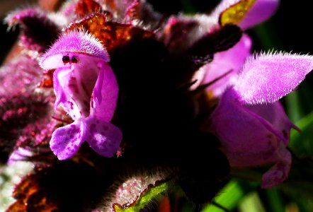 Purpurrote Taubnessel Roscheiderhof H1