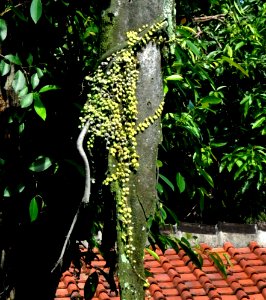 Pyr nummularifolia Solo Pj DSC 0799