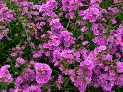 Purple flowers Dalat