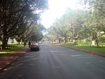 Puriri Drive In The Sun Looking Eastwards