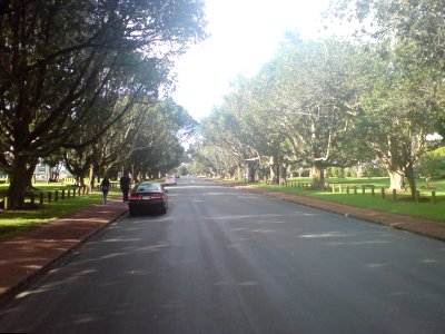 Puriri Drive In The Sun Looking Eastwards photo