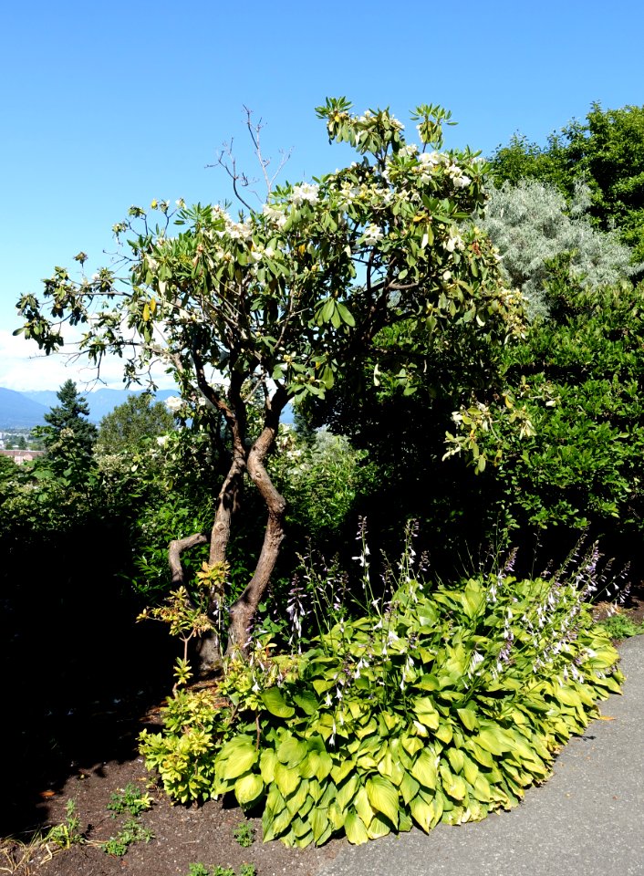 Queen Elizabeth Park - Vancouver, Canada - DSC07592