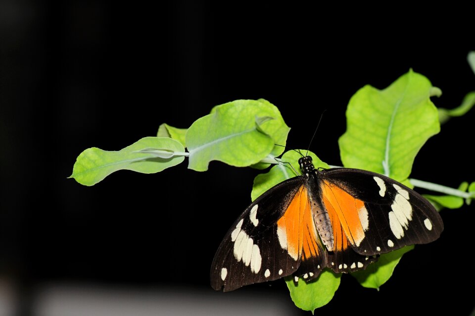 Butterfly nature insect