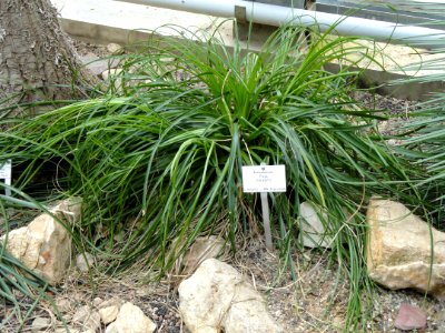 Puya mirabilis - Botanischer Garten Freiburg - DSC06337