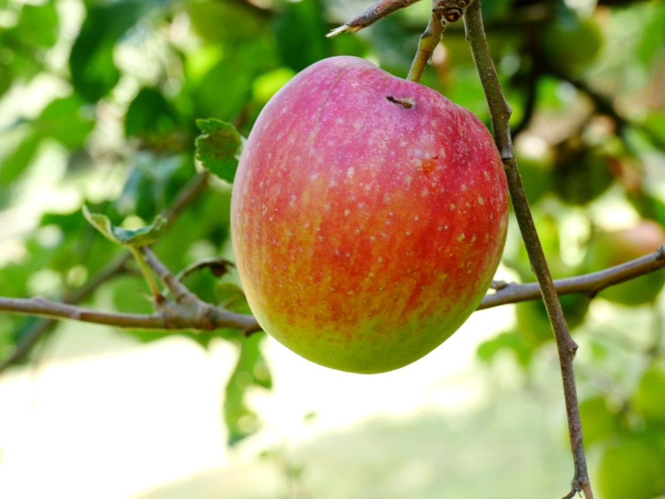 Purpurroter Cousinot Freilichtmuseum Roscheider Hof Frucht H8