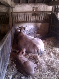Puy du Fou - Parc nature - 06