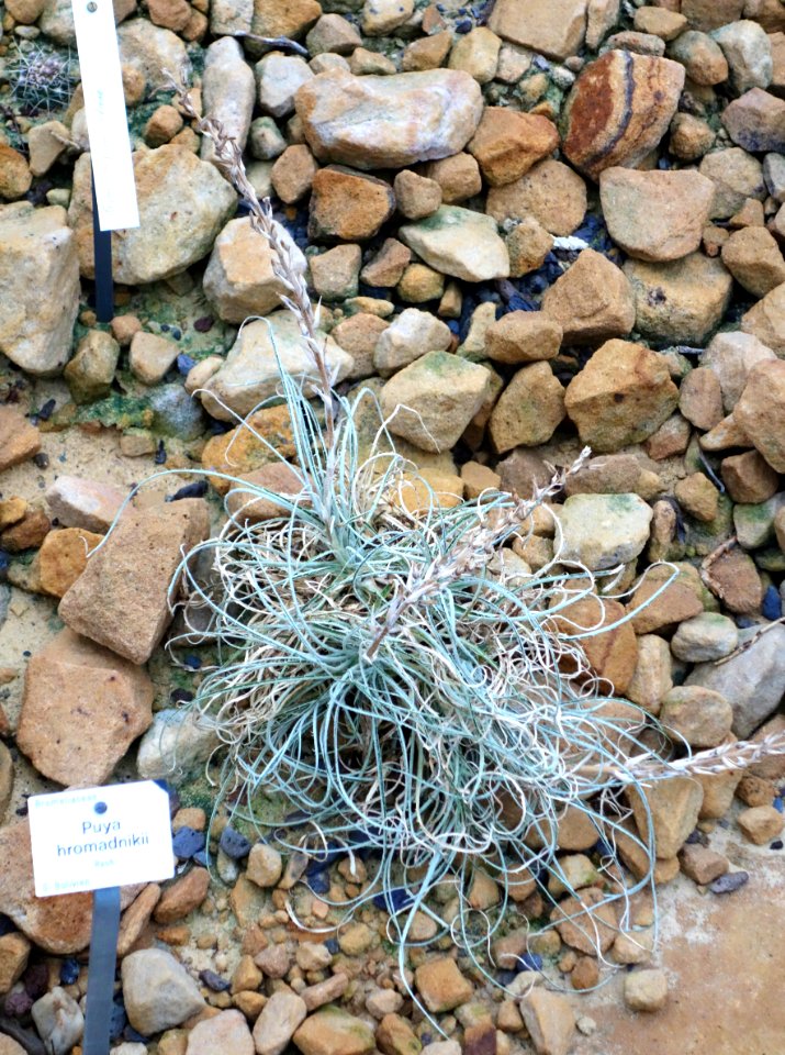 Puya hromadnikii - Botanischer Garten, Dresden, Germany - DSC08887