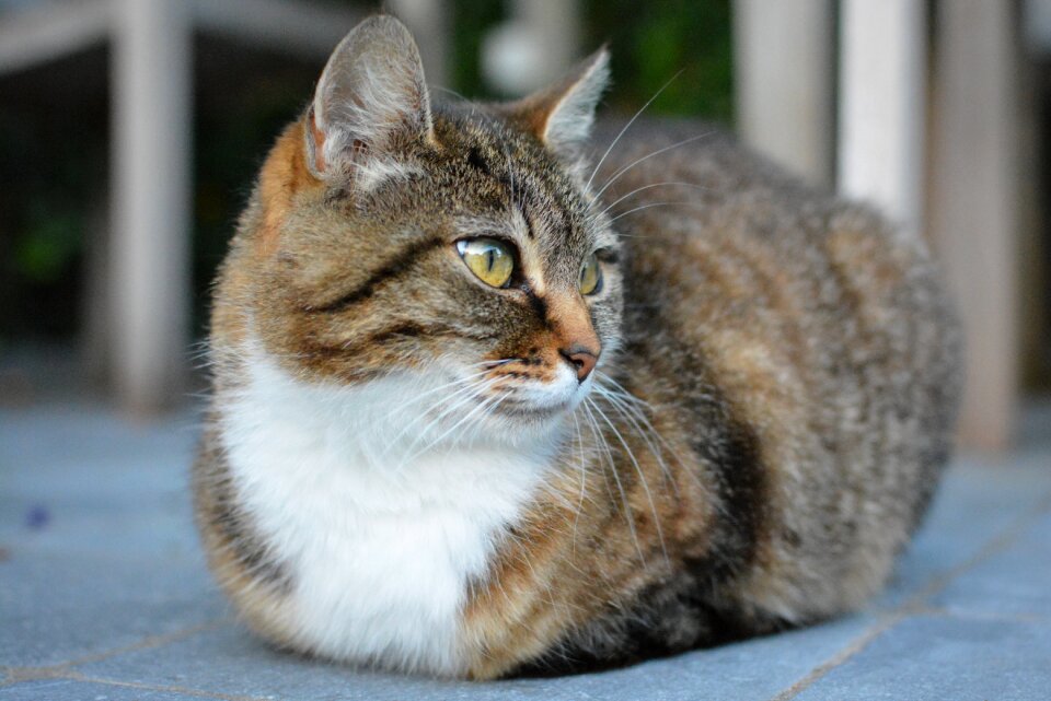 Cats pet mammal