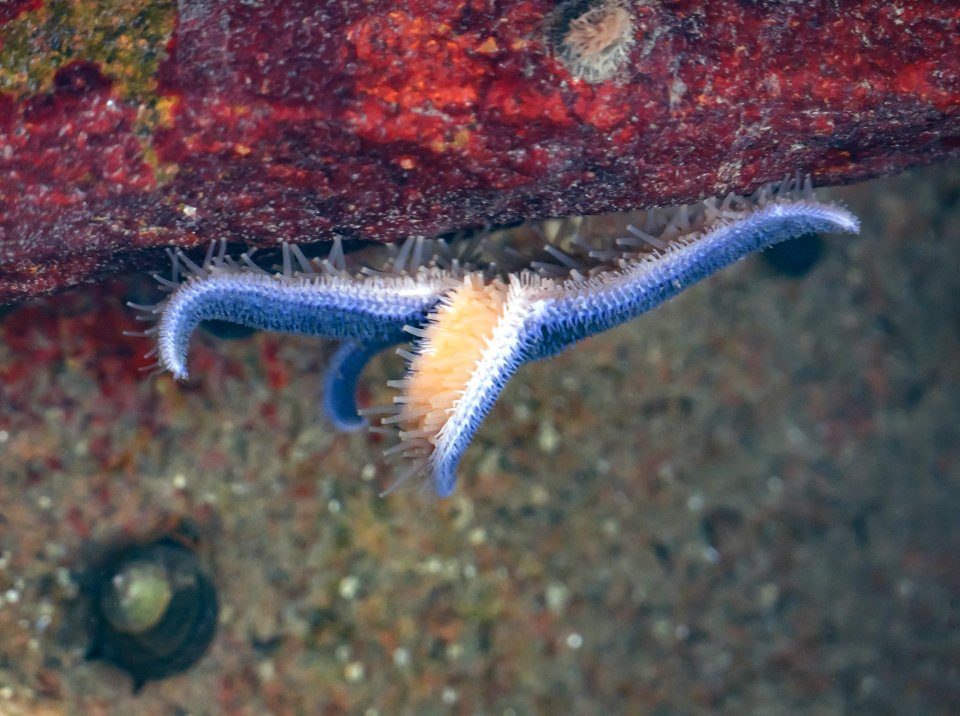 Purple common starfish out for a walk