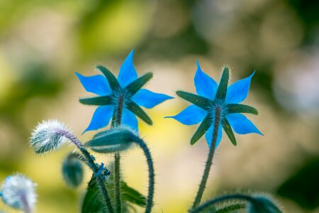 Spice herb medicinal plant