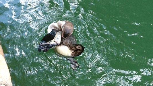 Putzender Pinguin