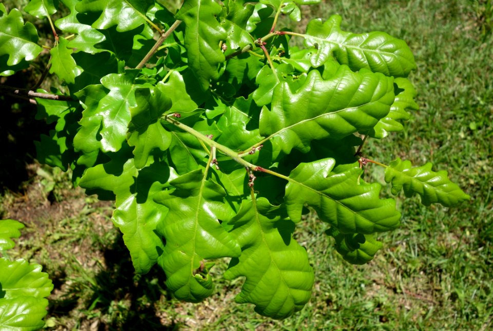 Quercus petraea - Arnold Arboretum - DSC06921
