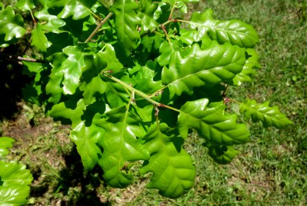 Quercus petraea - Arnold Arboretum - DSC06921