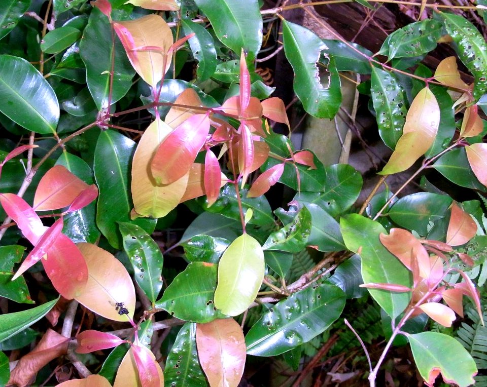 Purple Cherry Dorrigo New Leaves