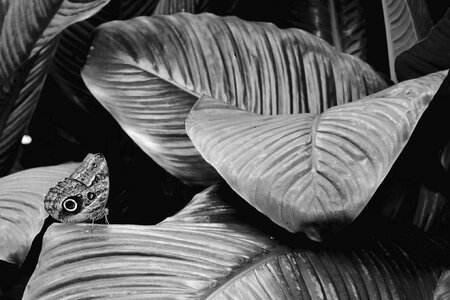 Wings antenna tropical
