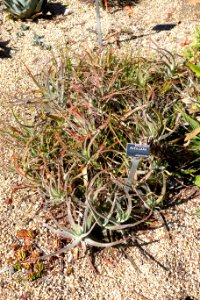 Puya laxa - San Francisco Botanical Garden - DSC09791