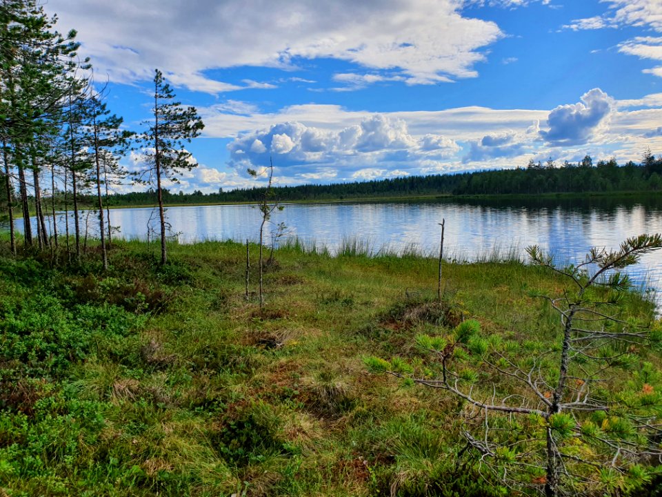 Pyyrälampi