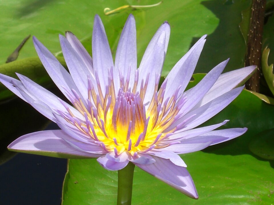 Bloom bloom aquatic plant