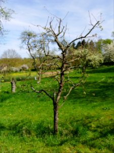 Purpurroter Cousinot Freilichtmuseum Roscheider Hof Ganzer Baum H7