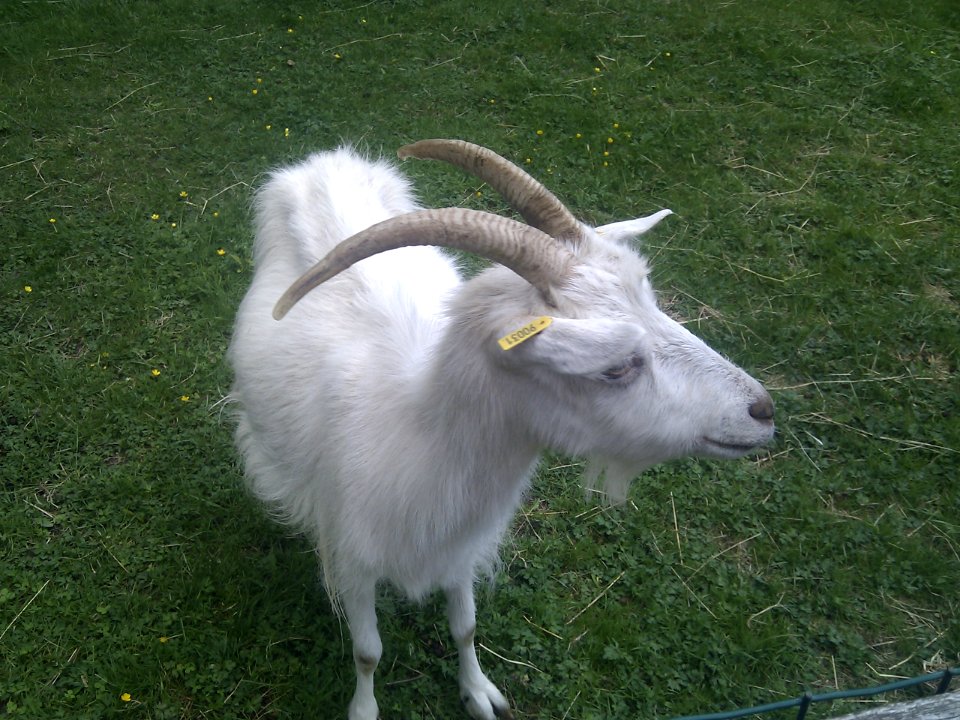 Puy du Fou - Parc nature - 12