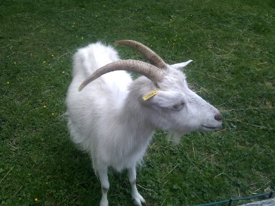 Puy du Fou - Parc nature - 12