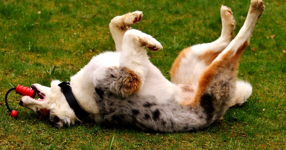 Playful cute playing dog