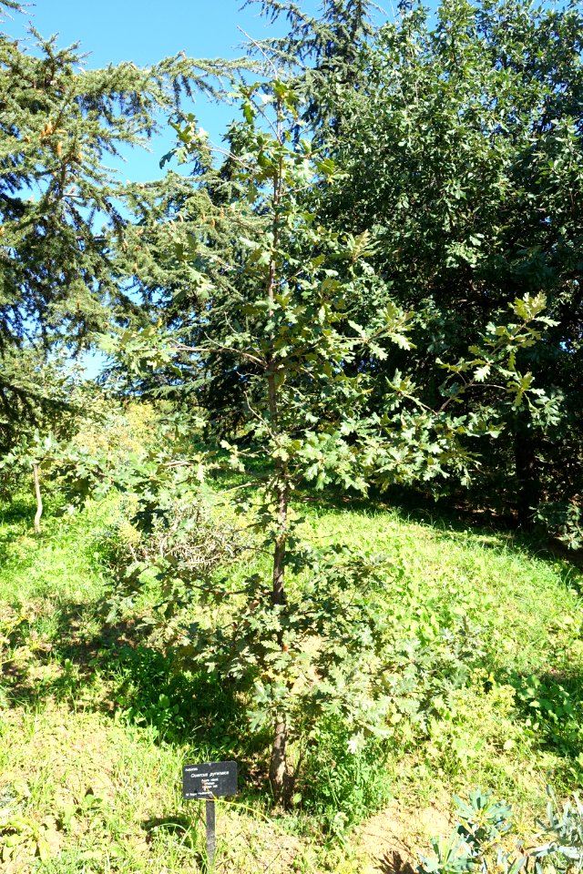 Quercus pyrenaica - Jardín Botánico de Barcelona - Barcelona, Spain - DSC09188