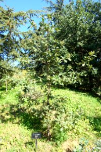 Quercus pyrenaica - Jardín Botánico de Barcelona - Barcelona, Spain - DSC09188
