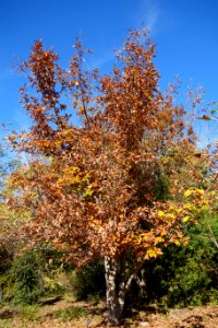Quercus mongolica - Quarryhill Botanical Garden - DSC03701